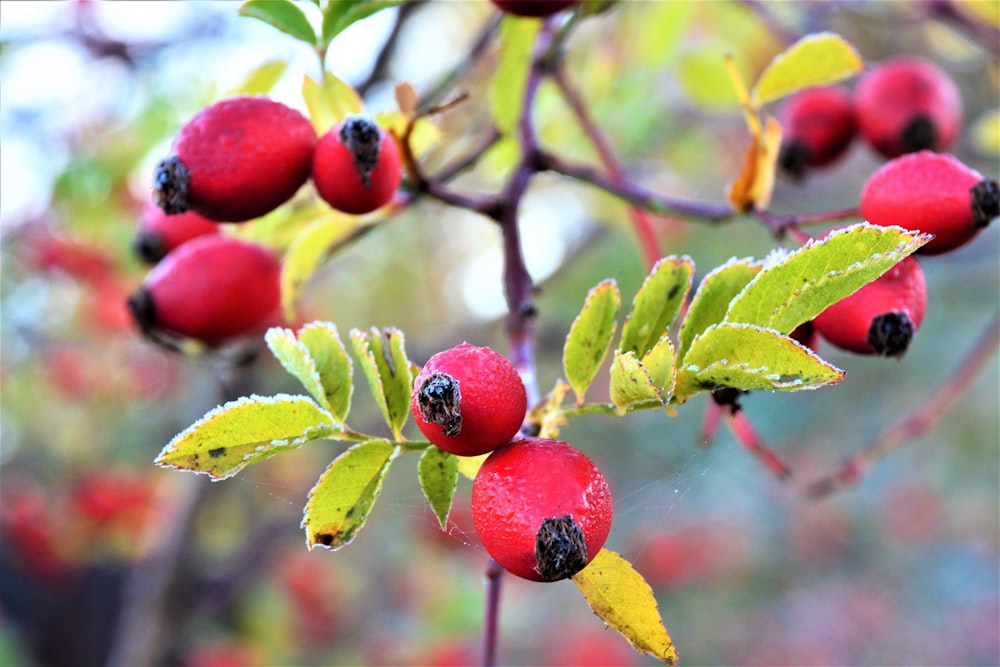 a close up of some berries