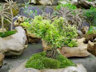 A serene bonsai arrangement featuring moss and stones on a natural wood slab.