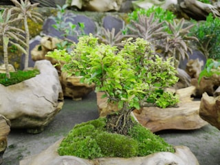 A small bonsai tree with lush green leaves sits atop a mound of vibrant green moss. Surrounding the tree are various stones and driftwood pieces, adding a natural and earthy element to the scene. In the background, there are several small plants and what appears to be miniature palm trees, creating a tranquil and carefully arranged garden display.