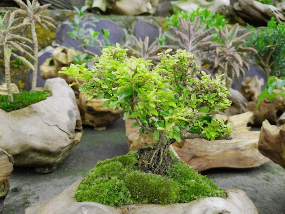 A small bonsai tree with lush green leaves sits atop a mound of vibrant green moss. Surrounding the tree are various stones and driftwood pieces, adding a natural and earthy element to the scene. In the background, there are several small plants and what appears to be miniature palm trees, creating a tranquil and carefully arranged garden display.