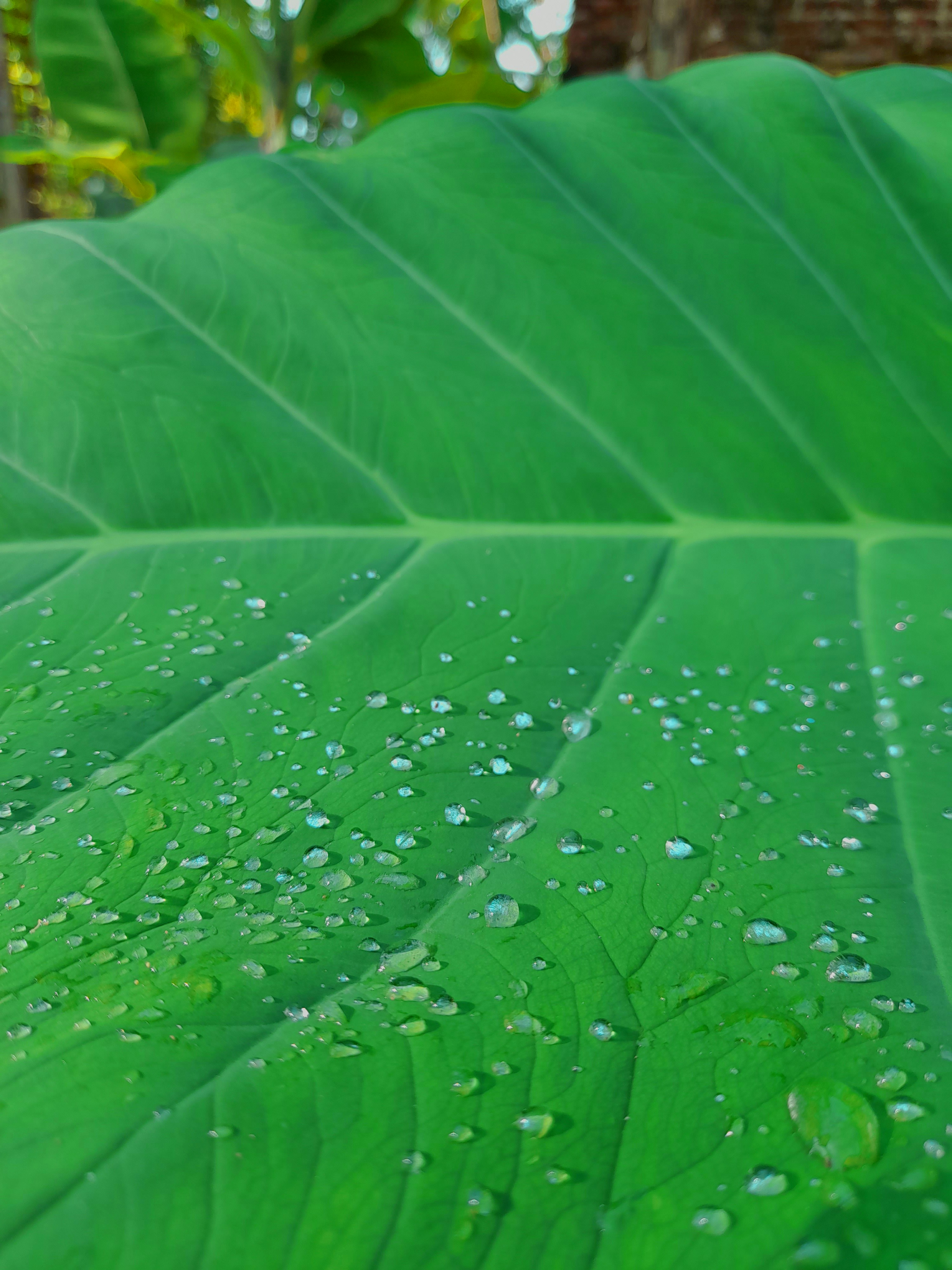 Gambar Embun | Unduh Gambar Gratis di Unsplash