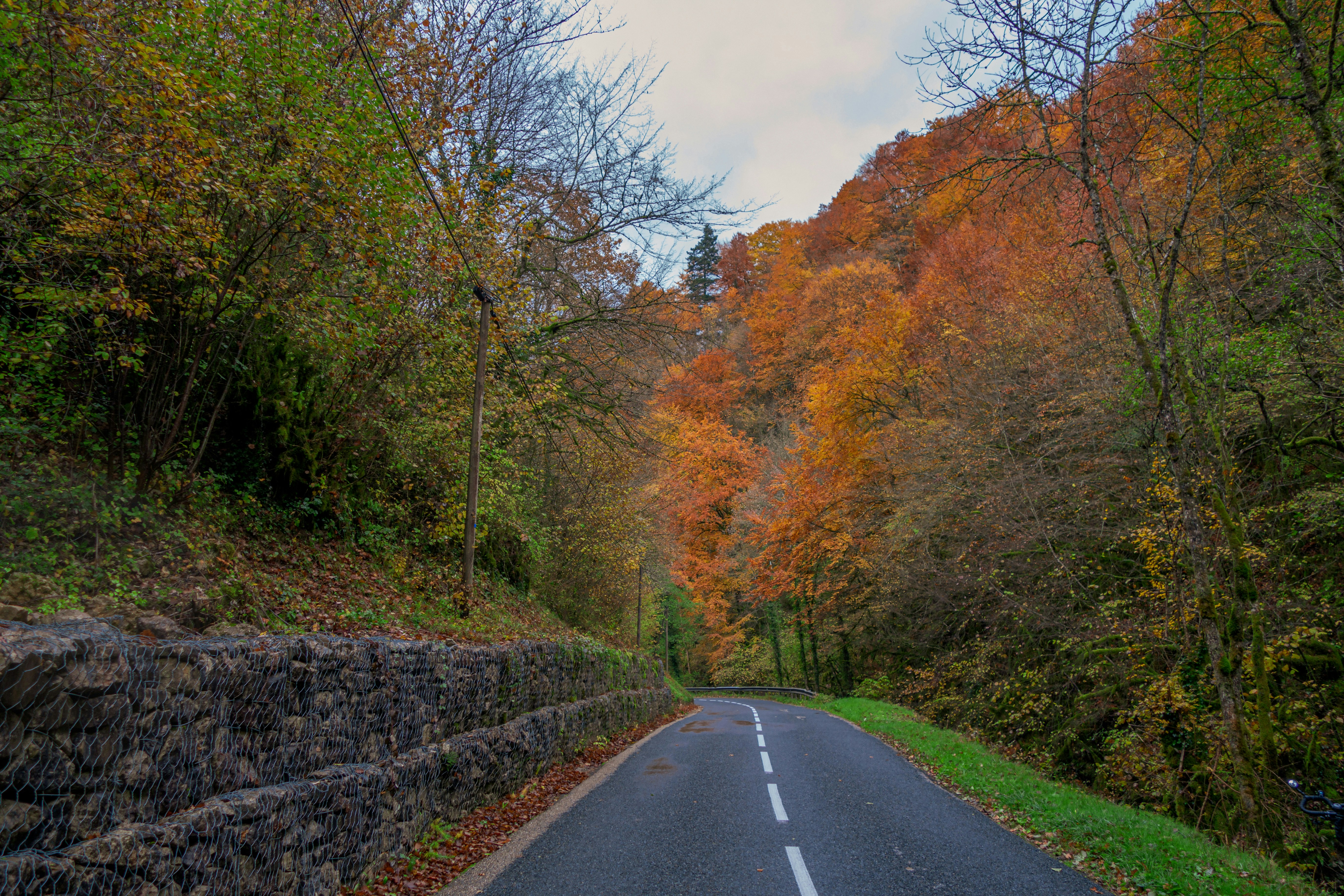 a road with trees on the side