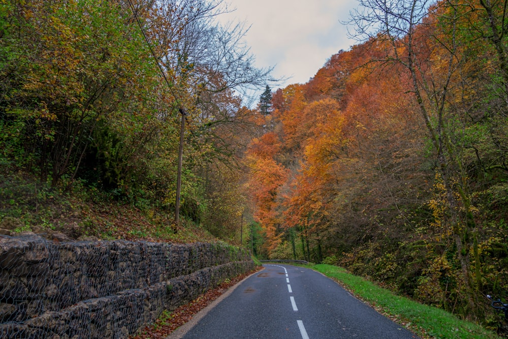 a road with trees on the side