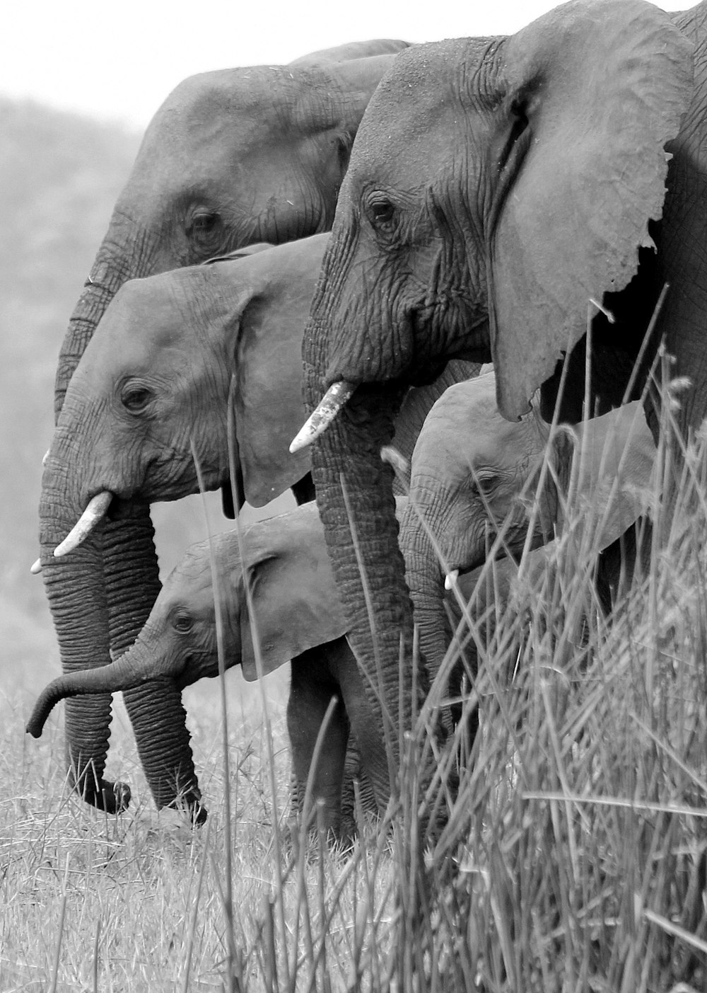 a group of elephants stand in a grassy field
