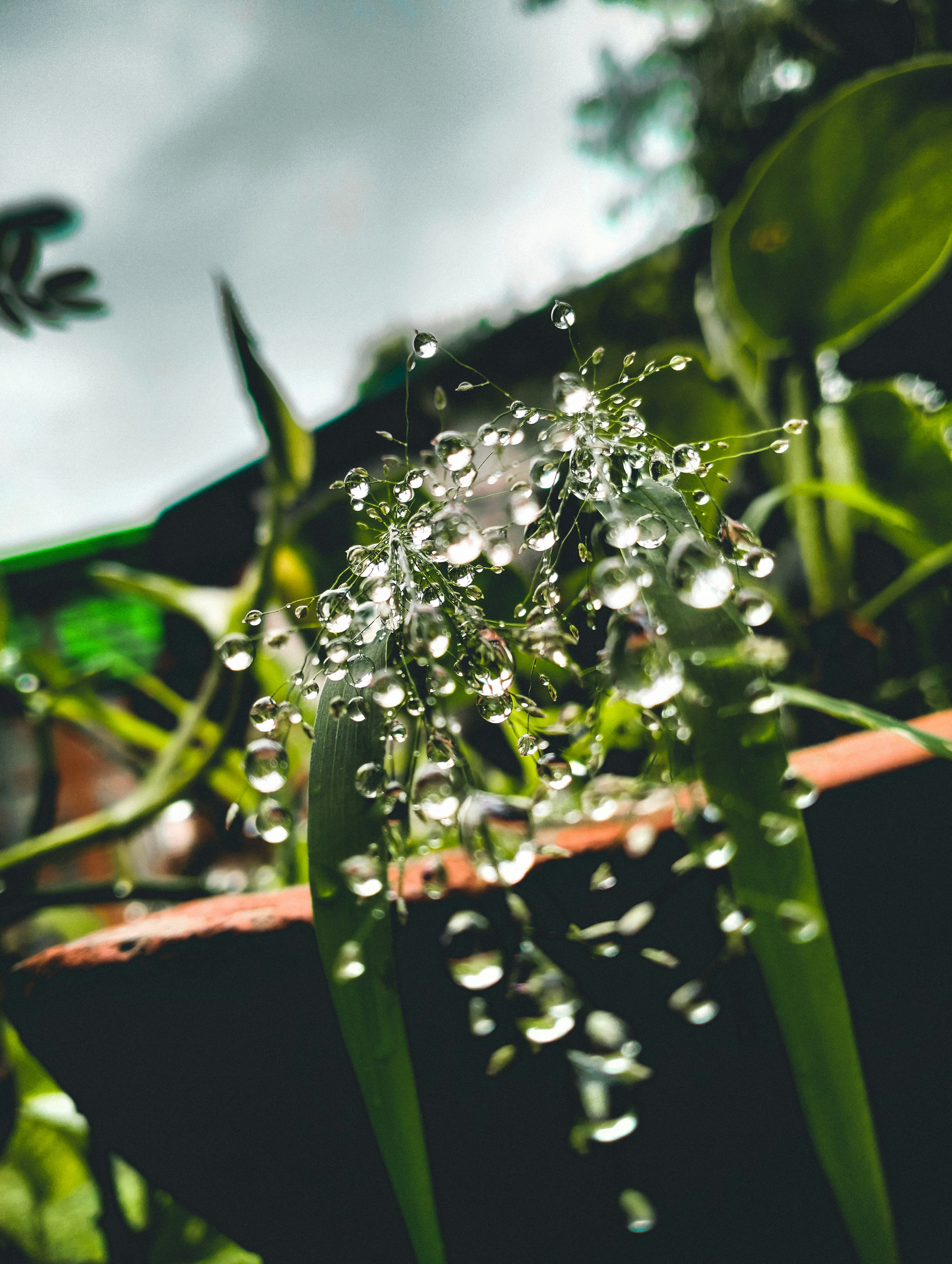 water droplets nature, wallpaper, Dehydration Signs: Recognizing Symptoms & Staying Hydrated 3