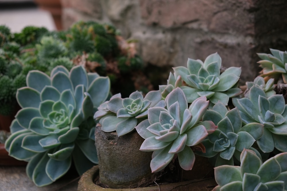 a group of plants in a pot