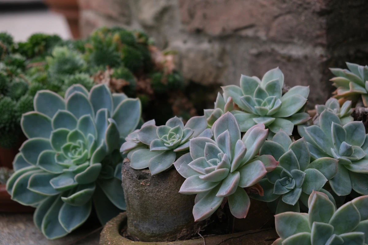 Echeveria Rosette Succulent India — Photogenic Collection Guide