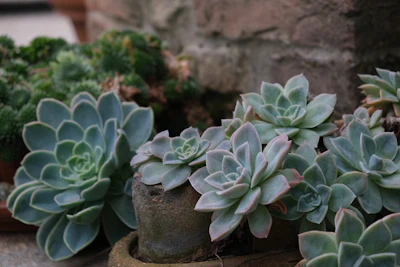 Echeveria Rosette Succulent India — Photogenic Collection Guide