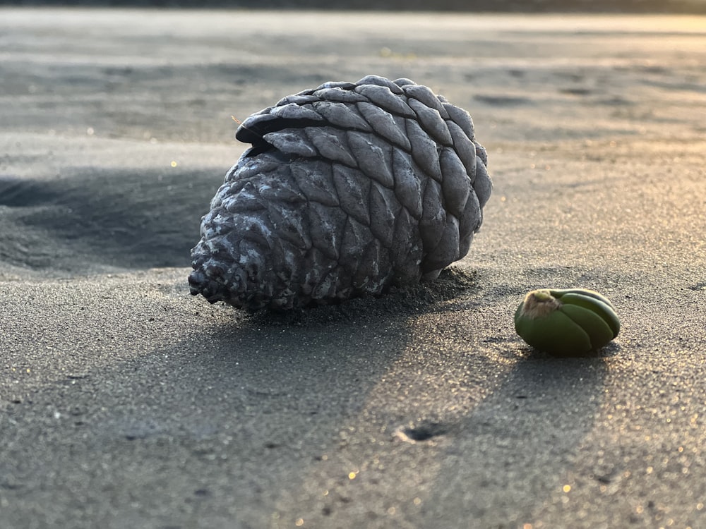 a turtle eating a fruit