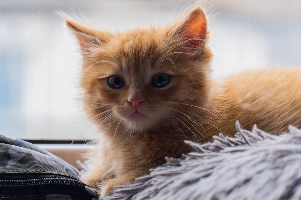 a cat lying on a blanket