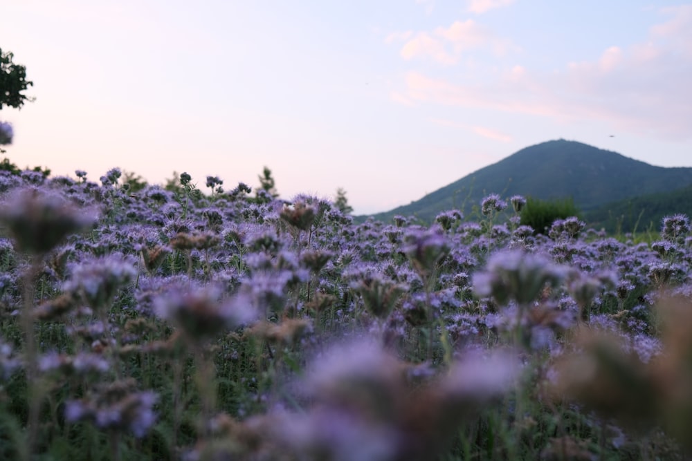 a field of purple flowers