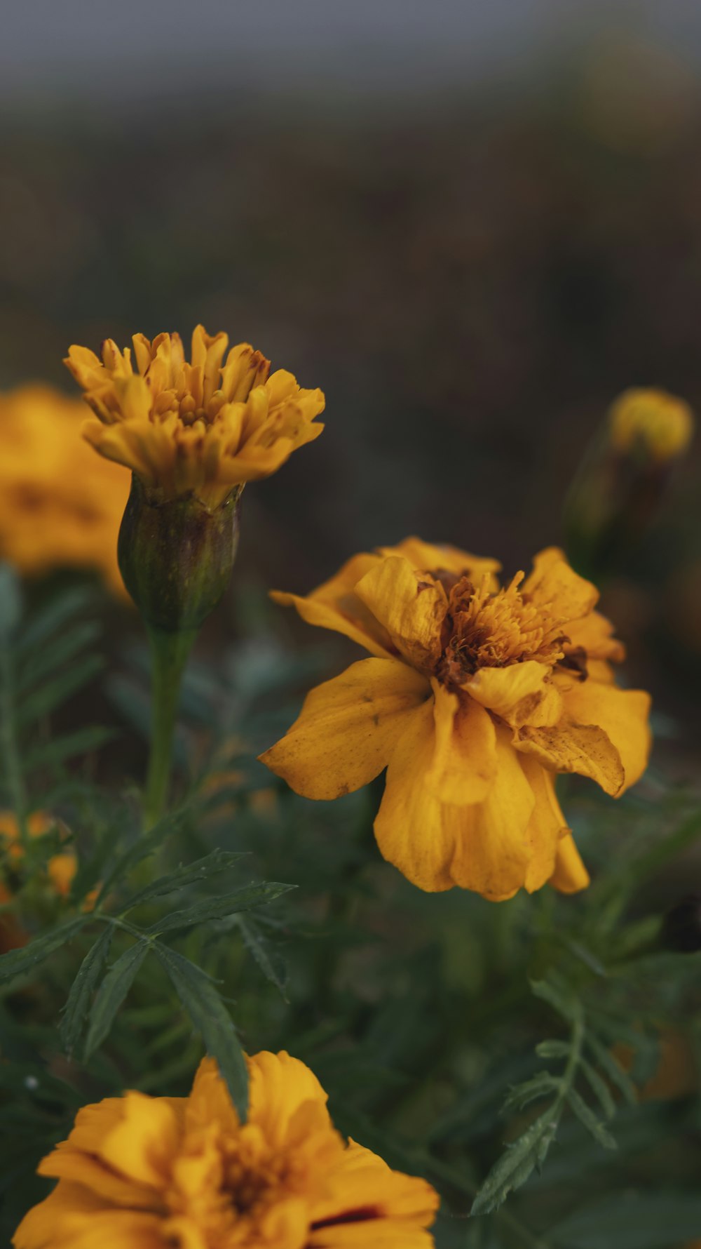 a group of yellow flowers