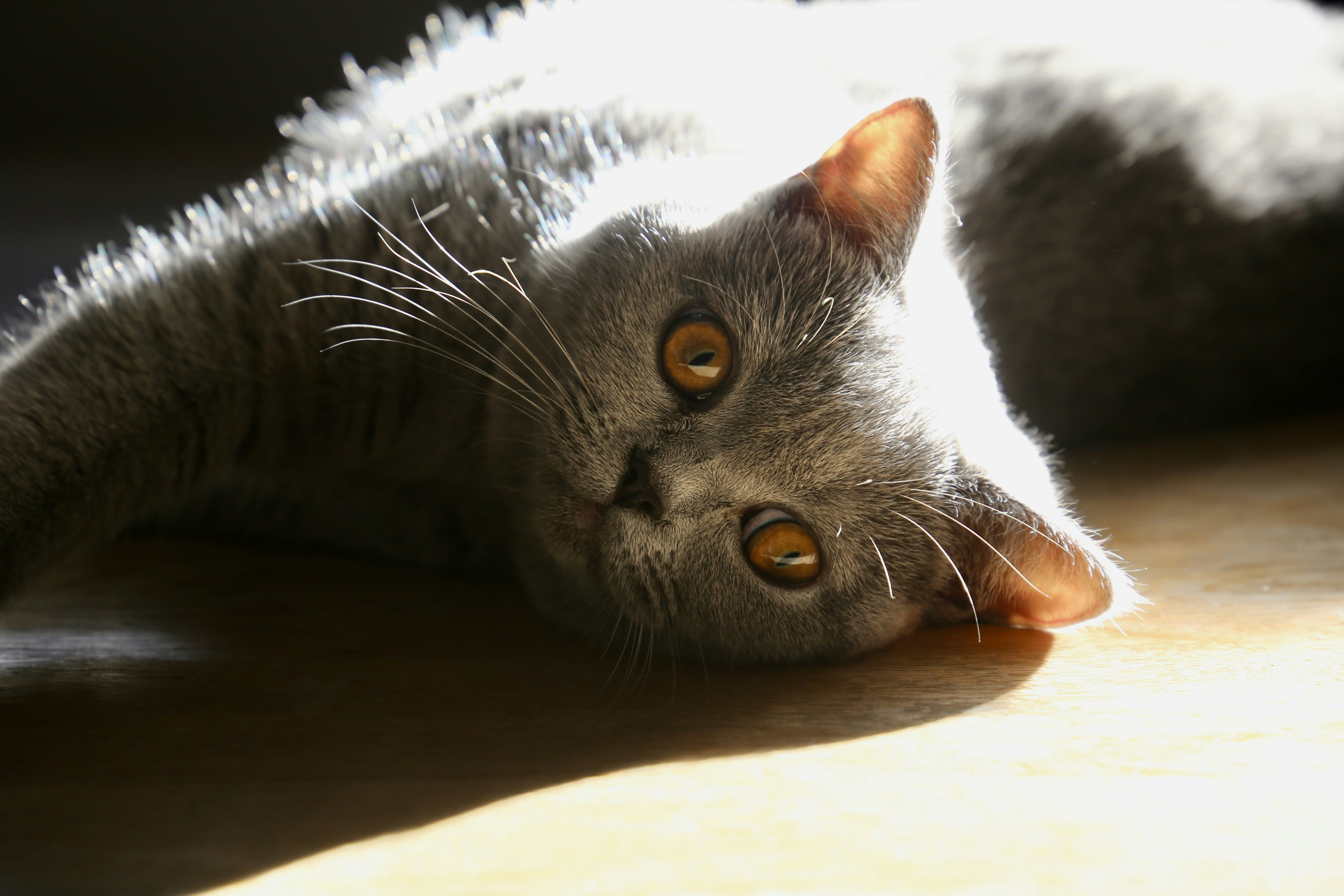 Photo by ronan_el_dl