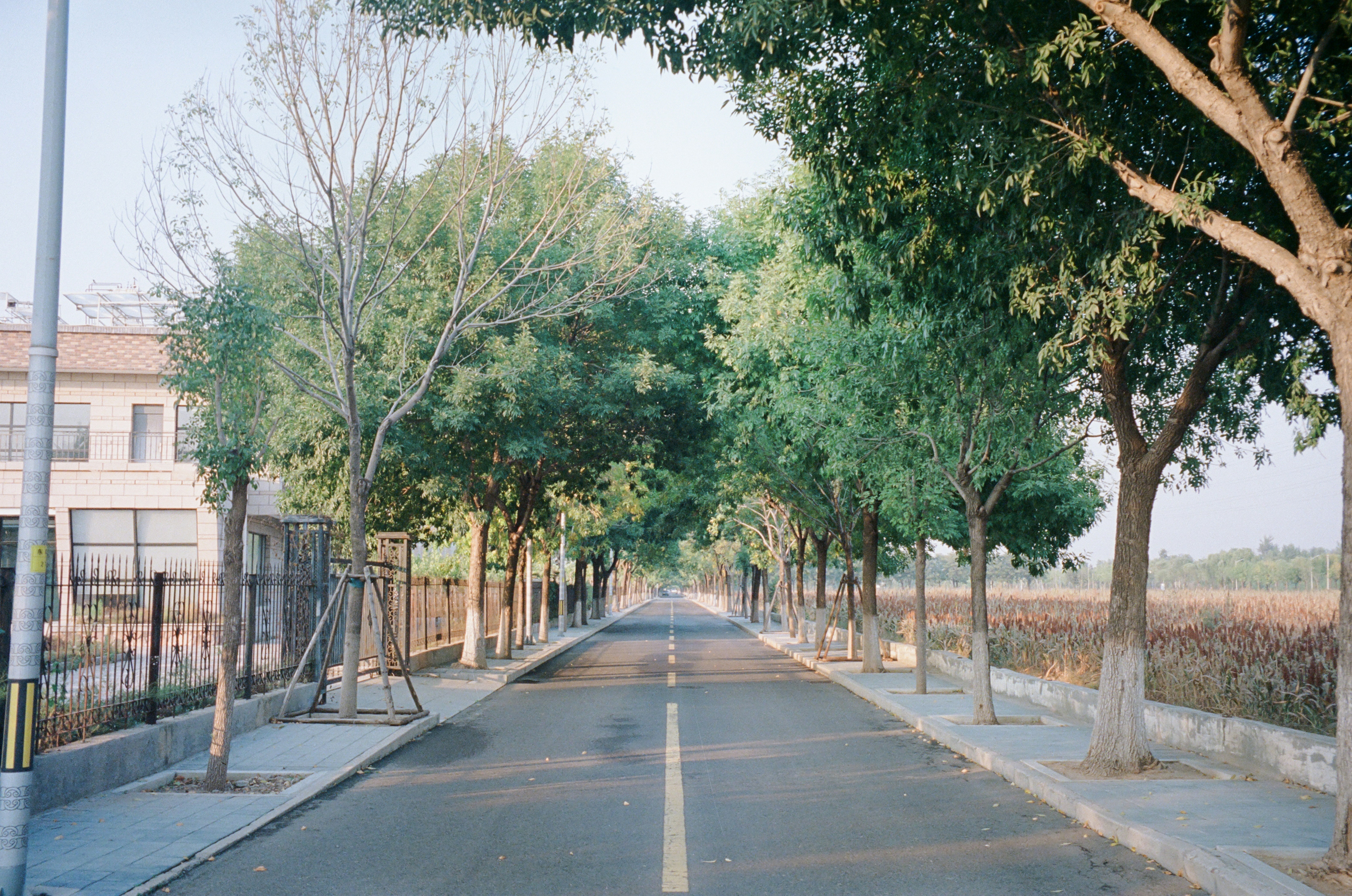 This is the first one in 4 photos to record changing about this path. (Film: Kodak Version3 500T 5219)