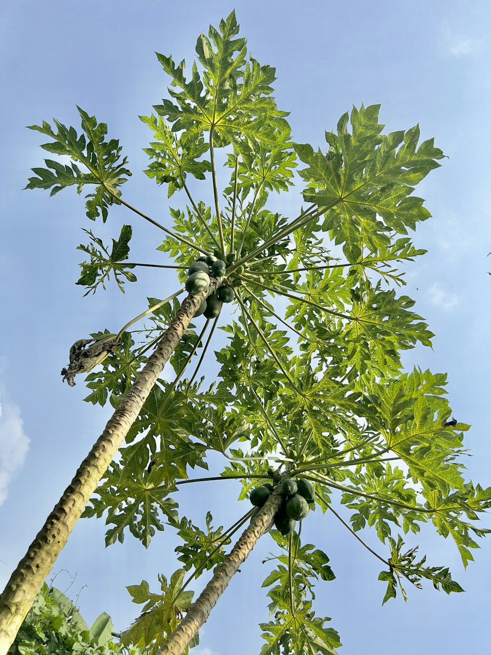 un arbre avec des feuilles