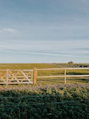 a field of plants and a fence