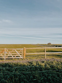 a field of plants and a fence