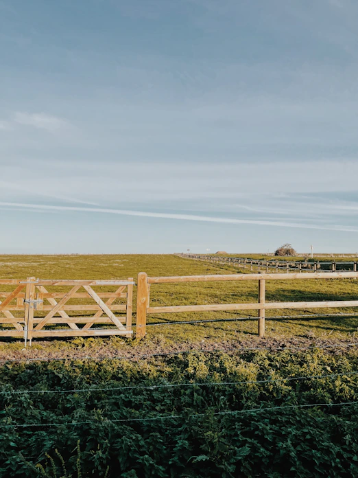 a field of plants and a fence
