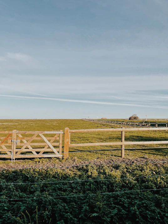a field of plants and a fence