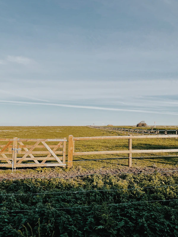 a field of plants and a fence