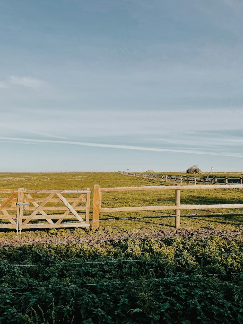 a field of plants and a fence