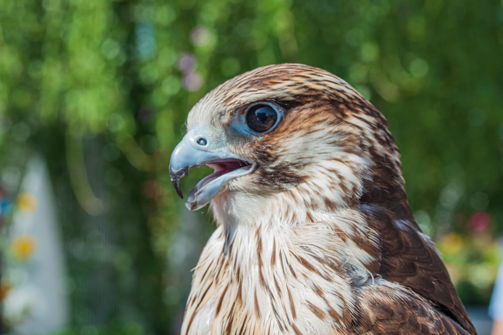 a brown and white bird