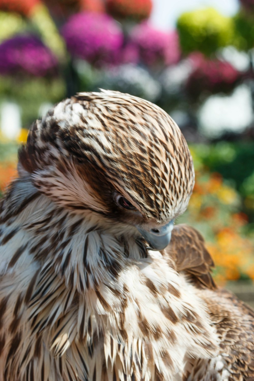 a bird with a blue beak