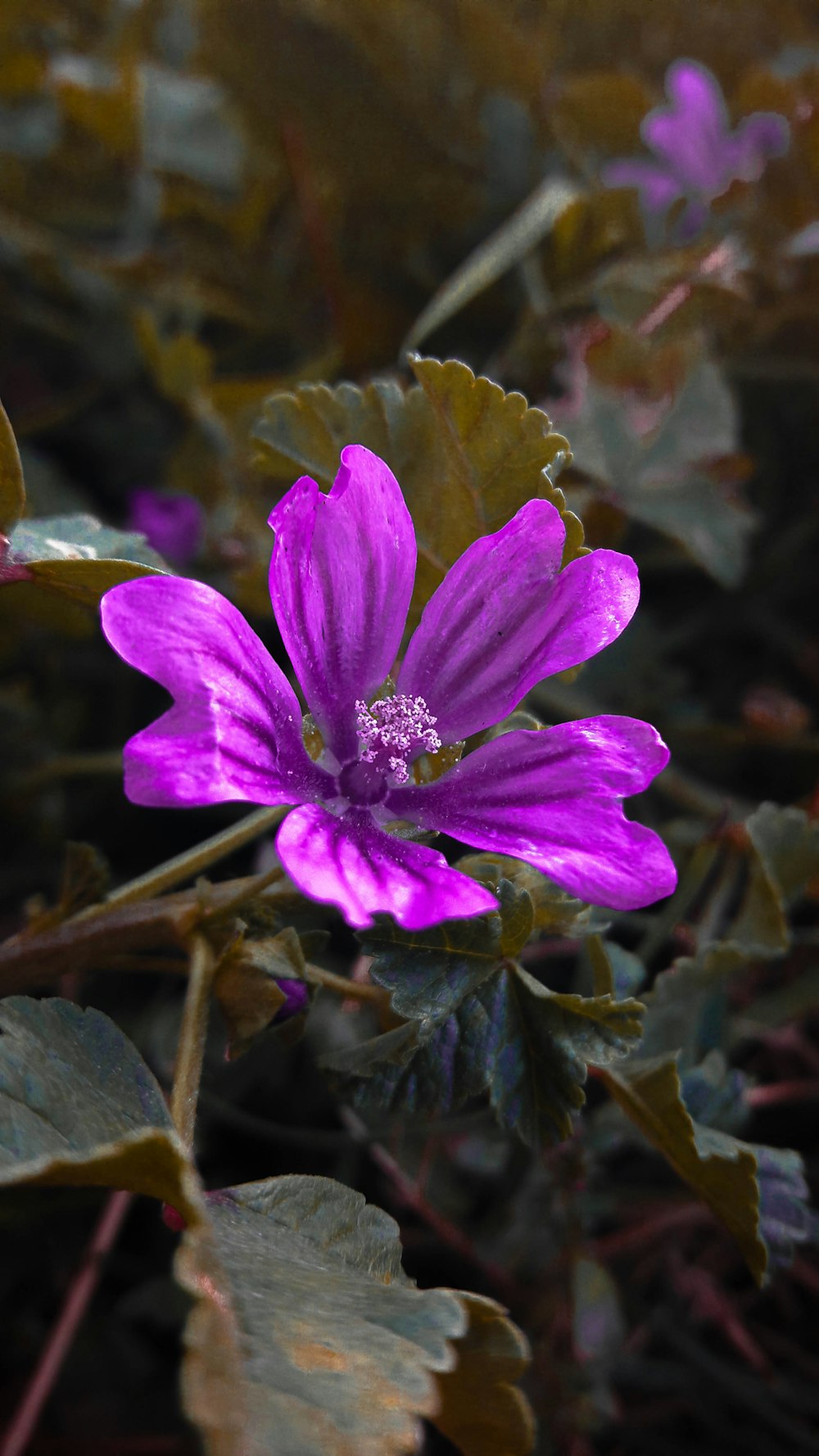 a purple flower on a plant