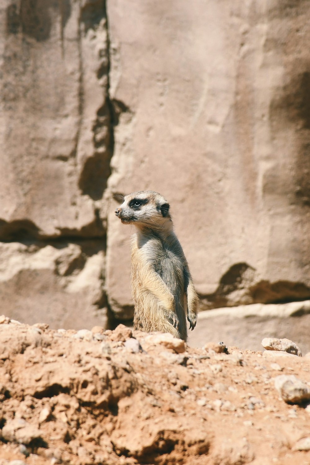 a small animal standing on a rock