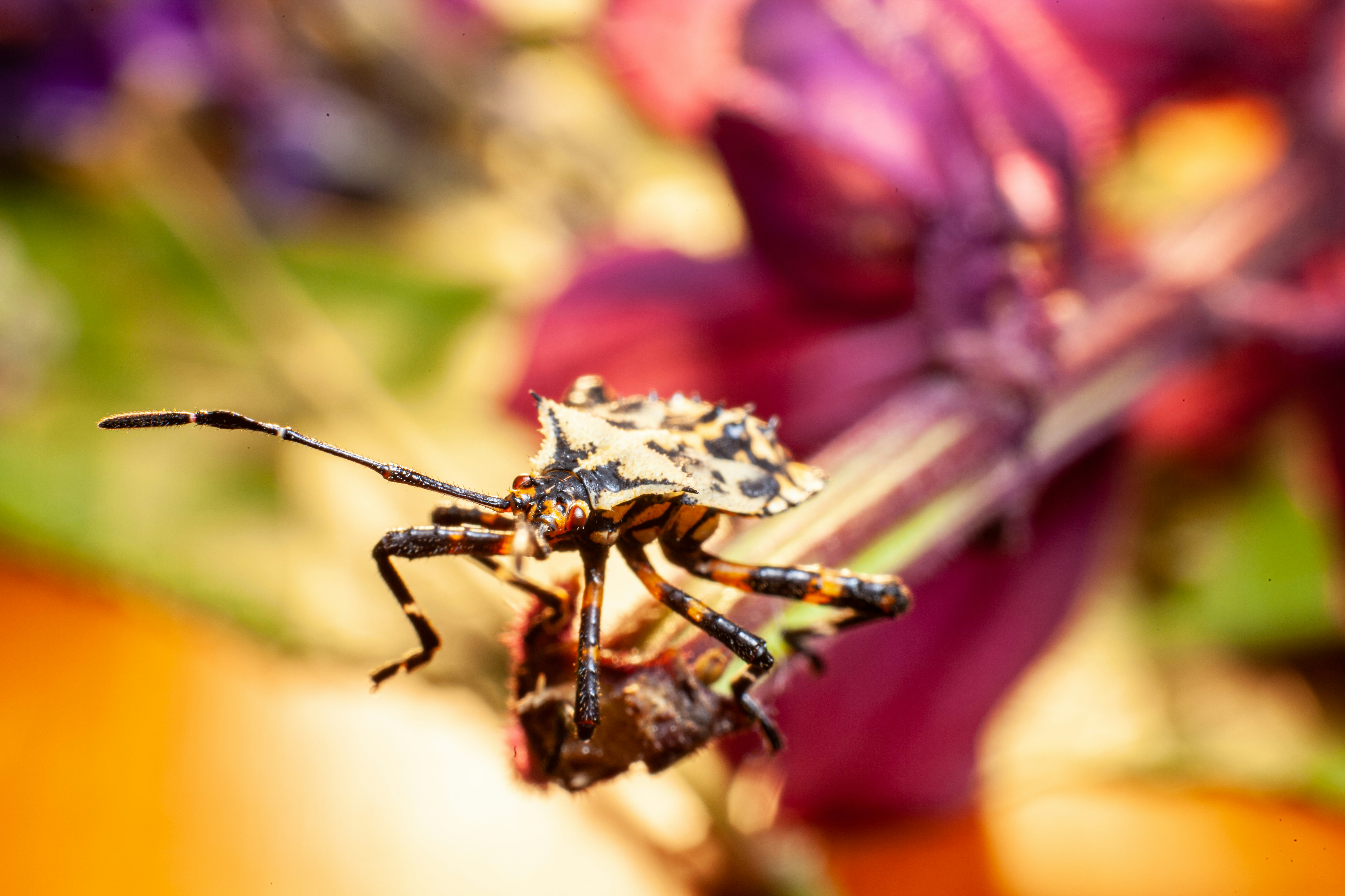 A bug on a flower photo – Free Animal Image on Unsplash