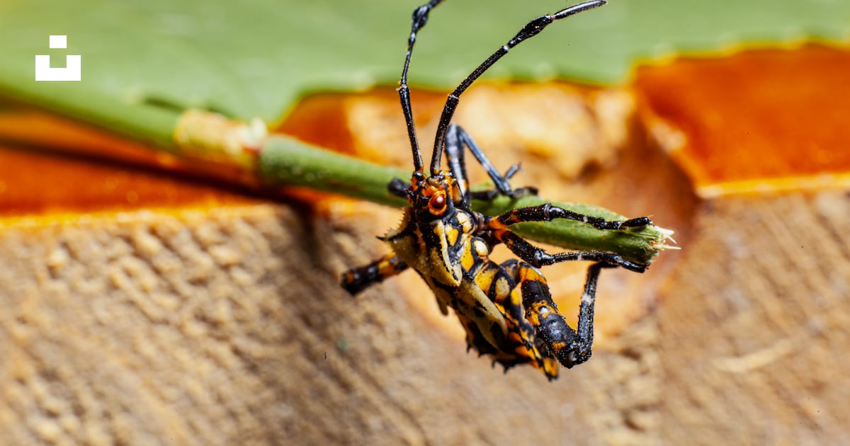 A black and orange insect photo – Free Animal Image on Unsplash