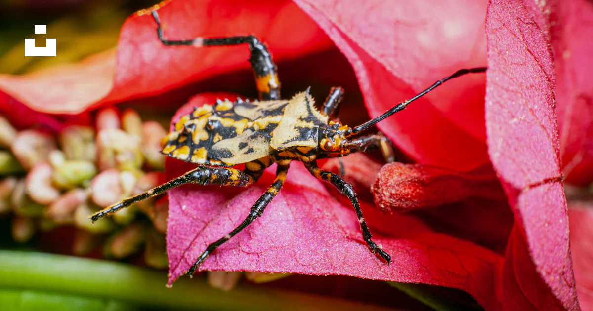 Flower Bug Identification Guide A bug on a flower photo – Free Petal Image on Unsplash