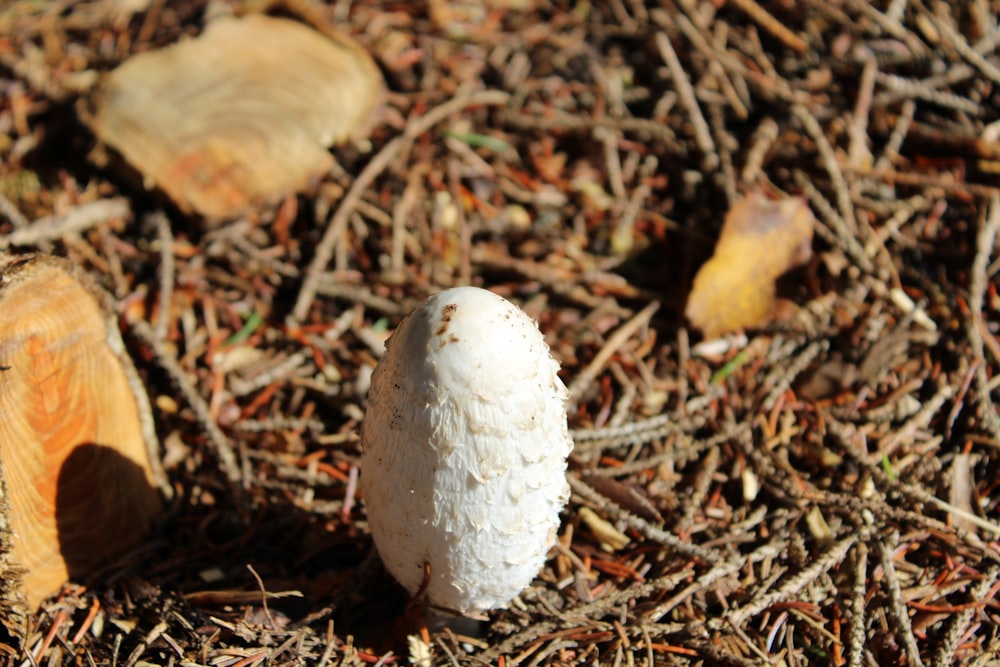 a group of mushrooms