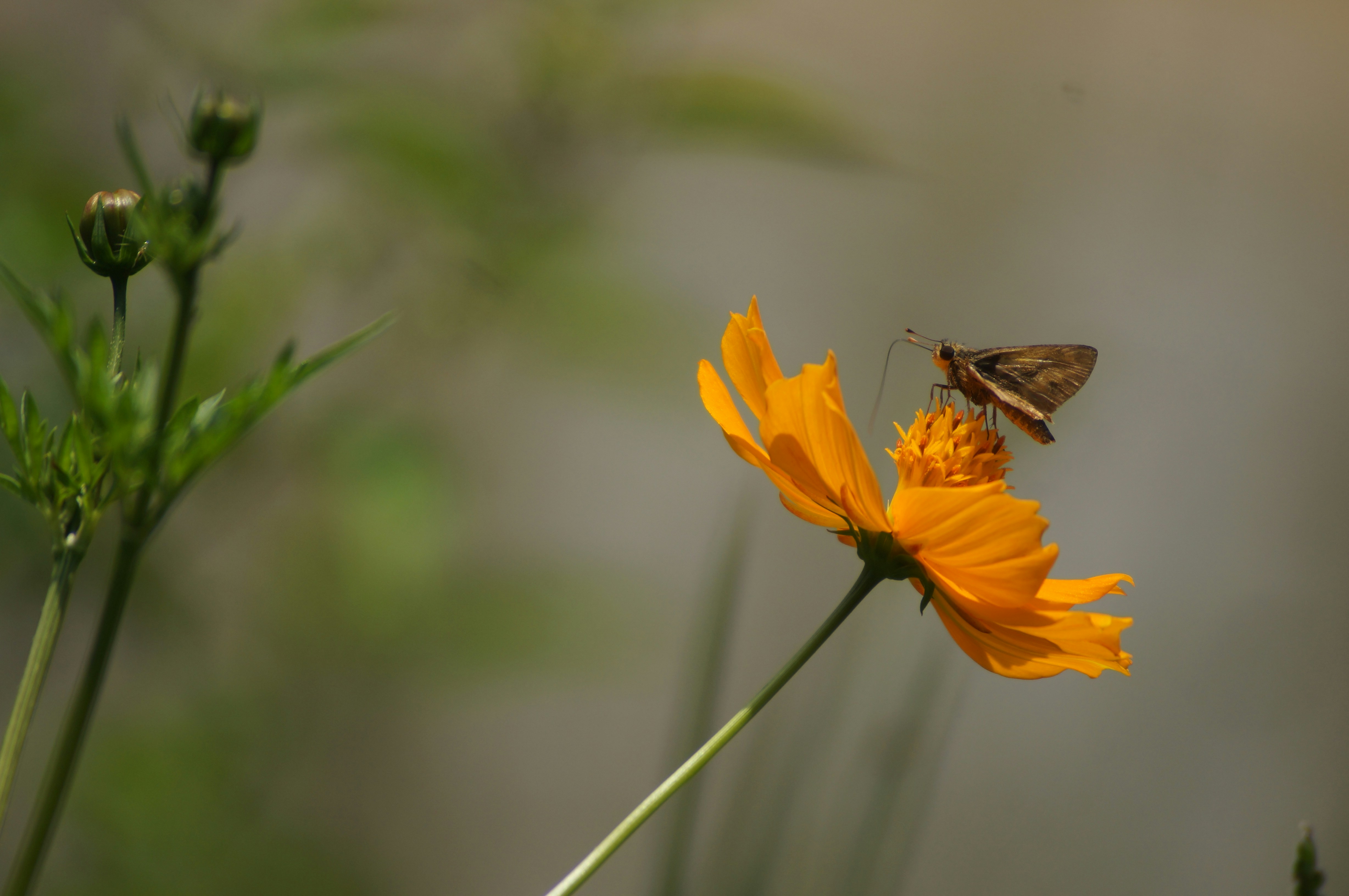 Photo by fredmachado