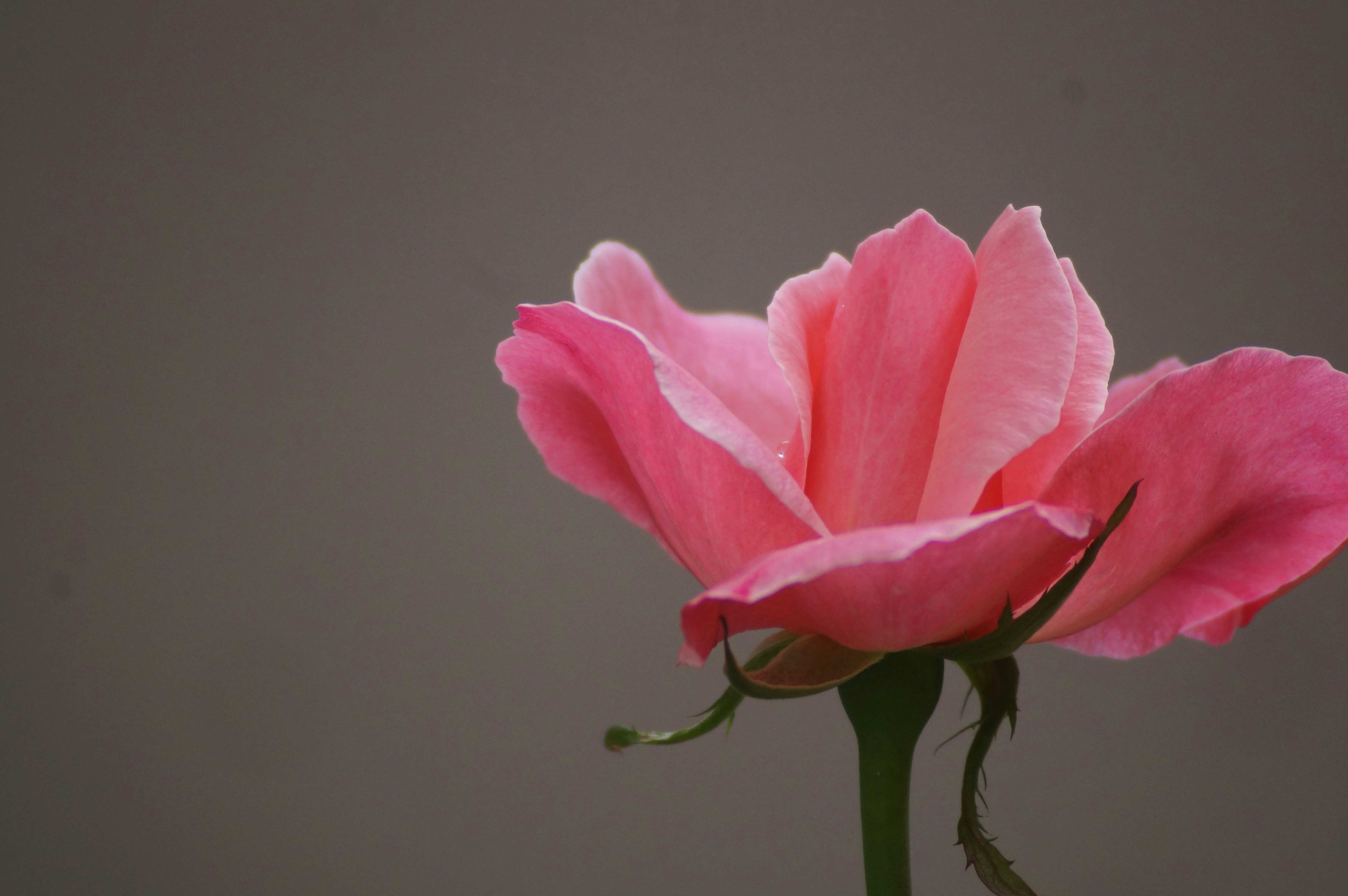 Photo by fredmachado