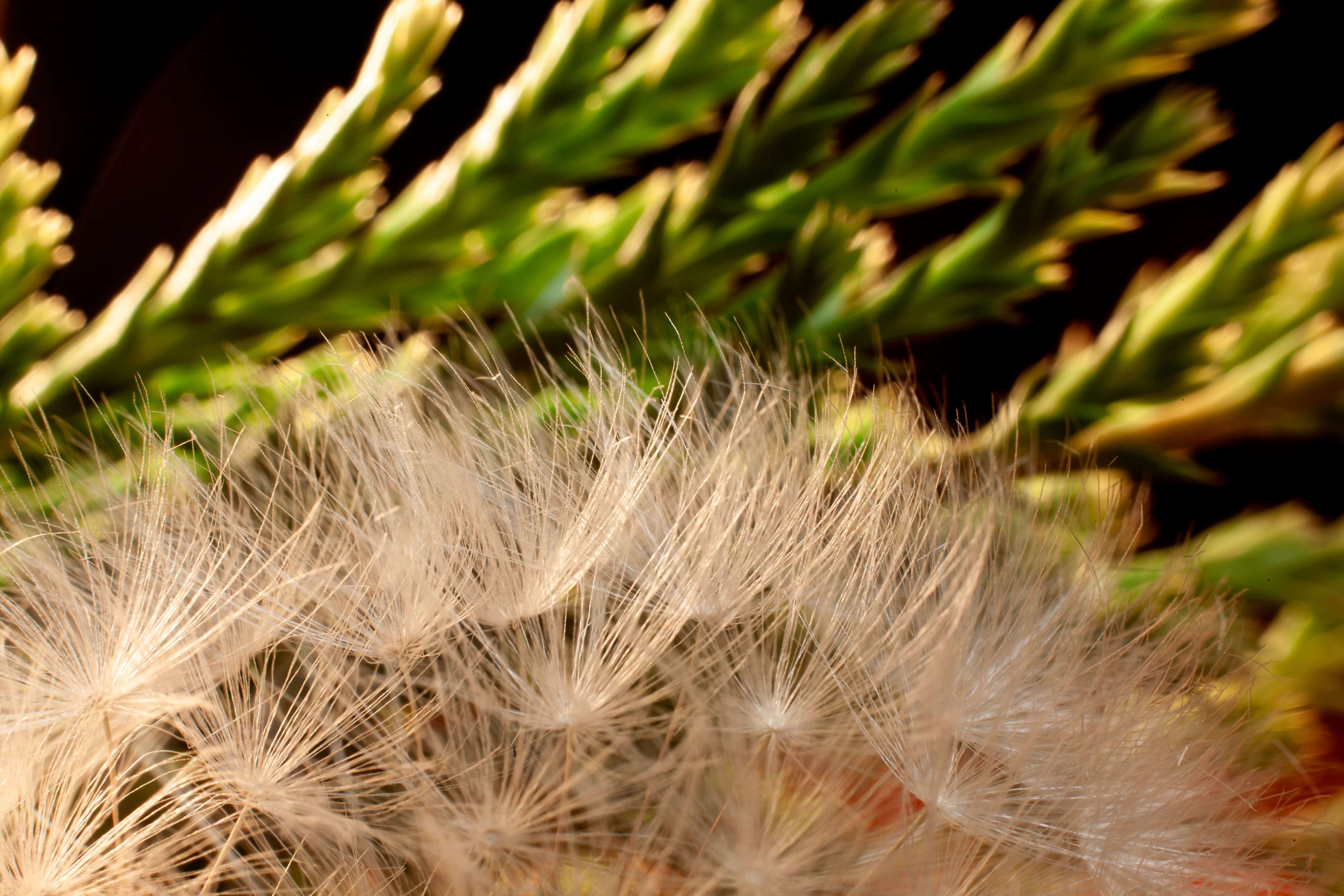 a close up of a plant