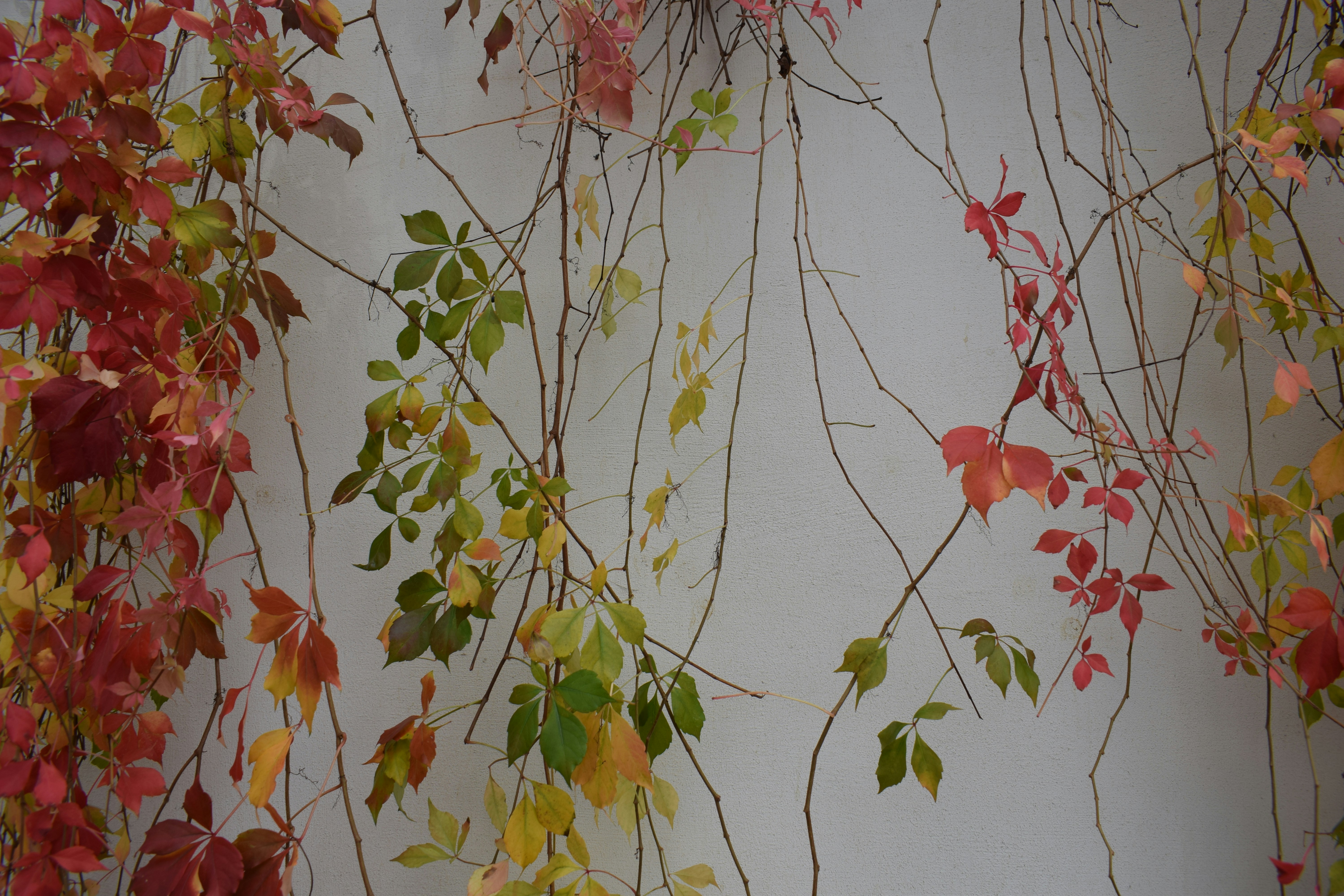 Tree with red leaves