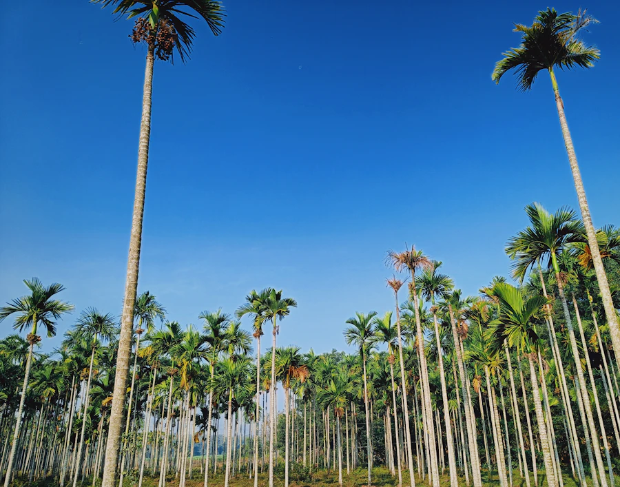 Tall coconut palms