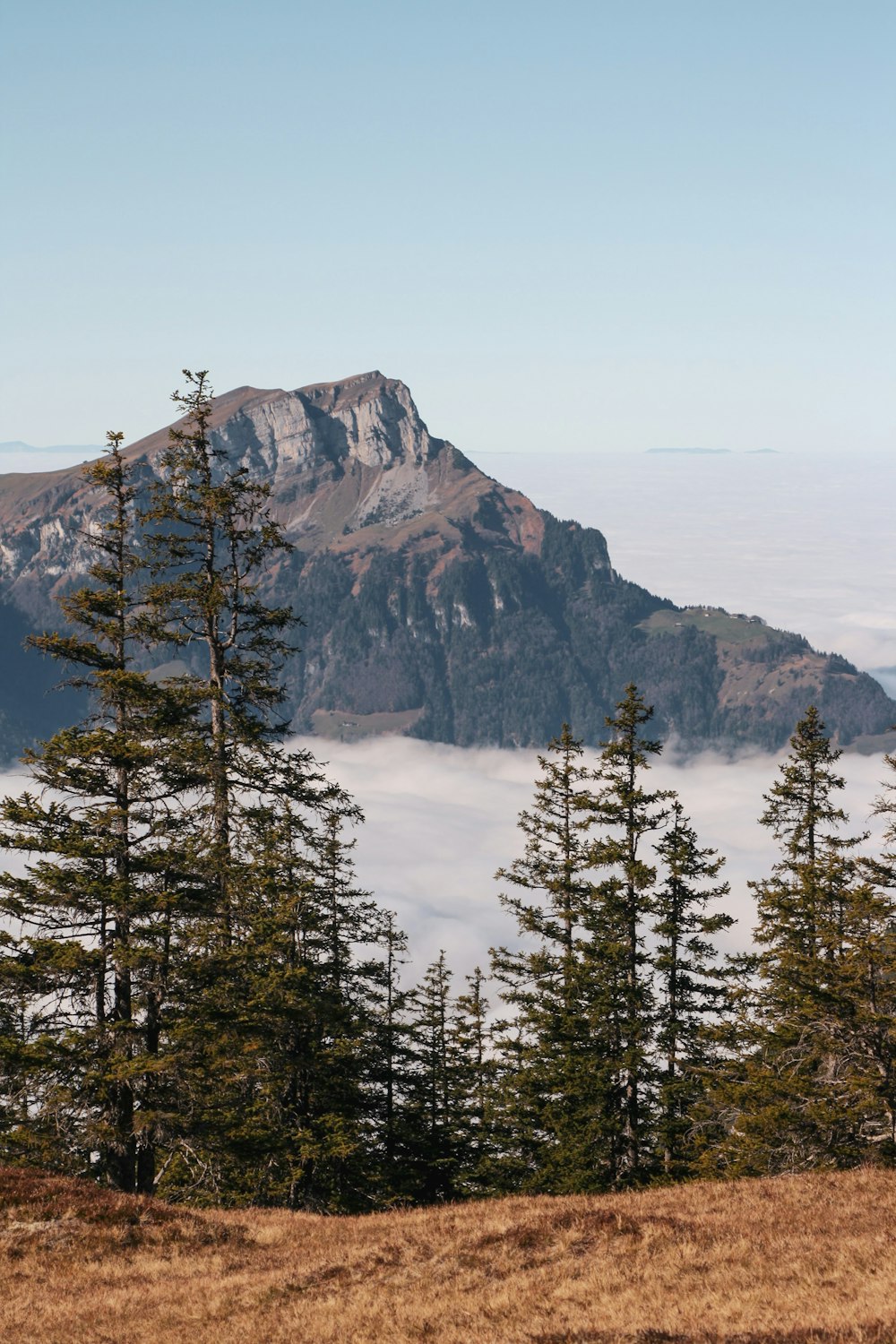 a mountain with trees in front of it