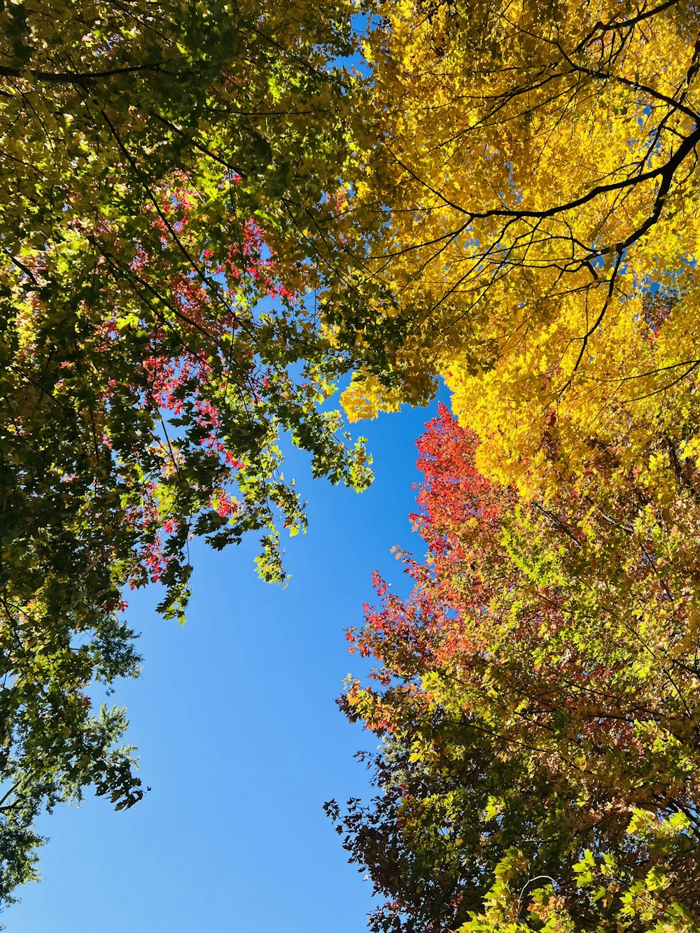 a group of trees with colorful leaves