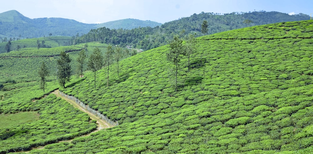 a green hilly landscape