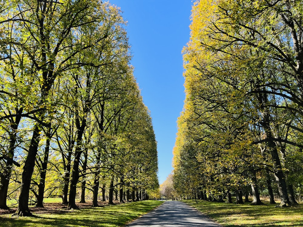 a road with trees on either side