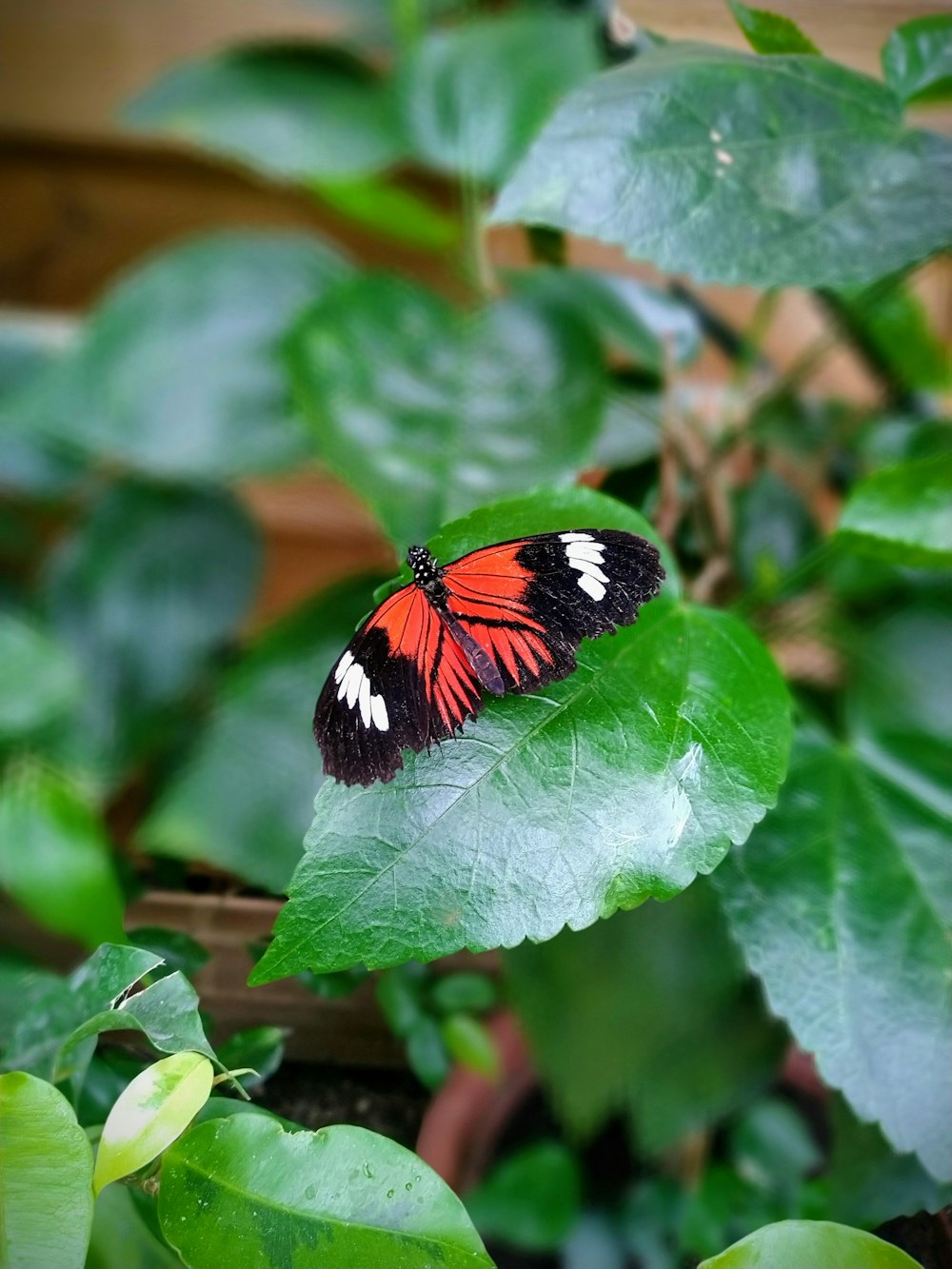 a butterfly on a leaf