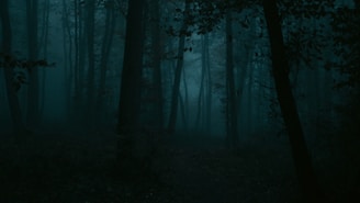 A dense forest shrouded in darkness, with tall trees casting shadows against a misty backdrop. The undergrowth is sparse, and the overall atmosphere is eerie and mysterious.