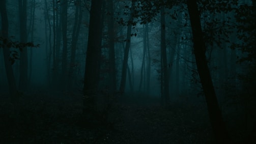 A dense forest shrouded in darkness, with tall trees casting shadows against a misty backdrop. The undergrowth is sparse, and the overall atmosphere is eerie and mysterious.