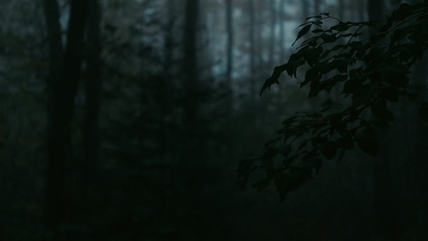 A dark, moody illustration of a vampire standing in a misty forest.