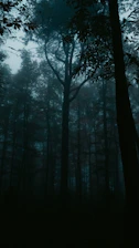 A moody, dark-toned forest scene inspired by a black fir forest, setting a mysterious and adventurous atmosphere.