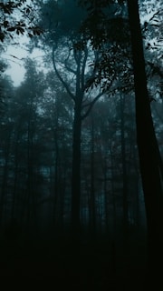 A shadowy, mist-filled forest with towering ancient trees, evoking mystery and quiet suspense.