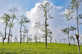 a group of trees in a field