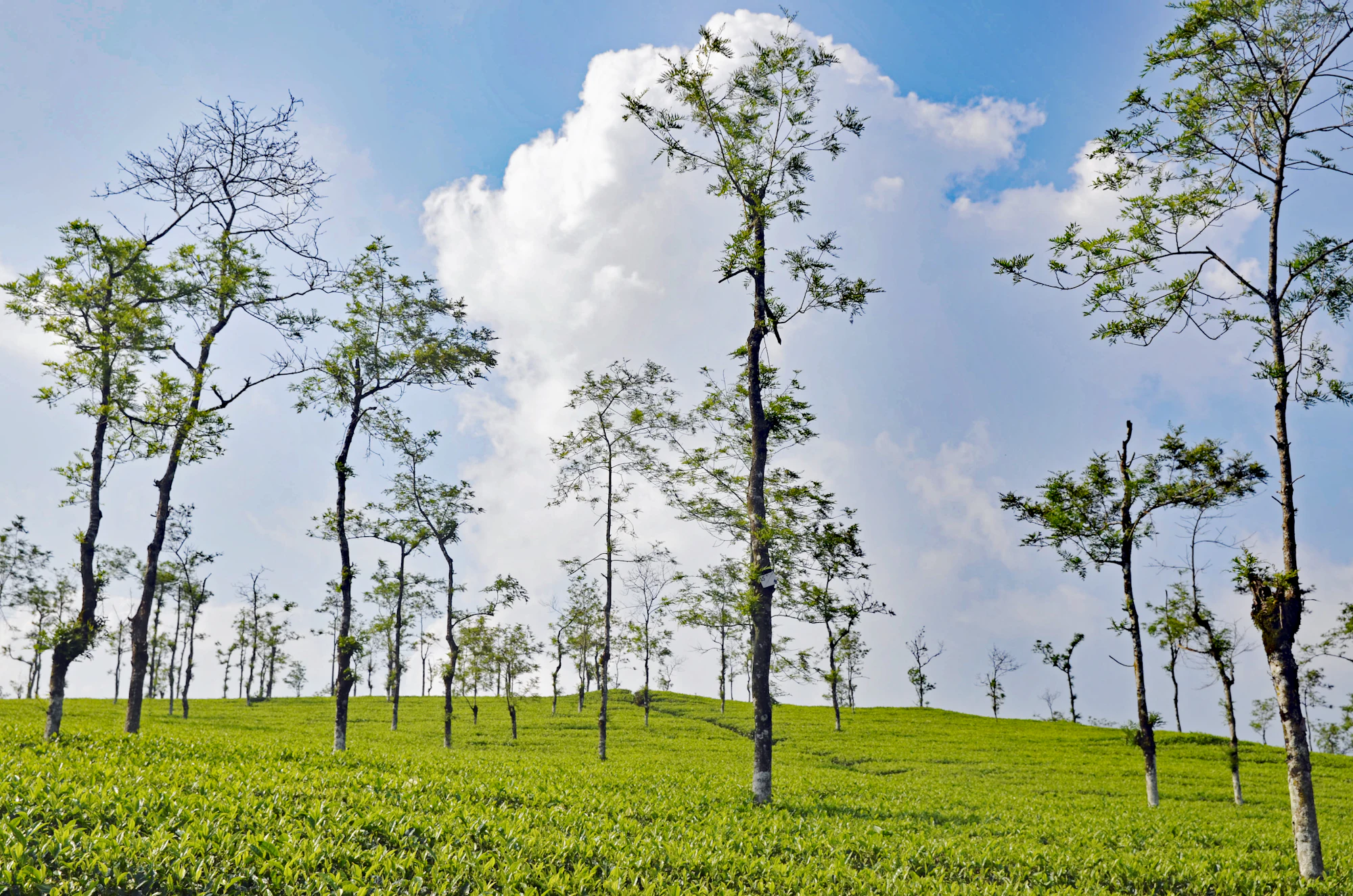 Tall, slender silver oak trees rising from a flat tea garden